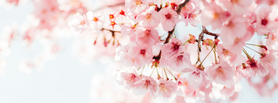 お花見・花火・お月見