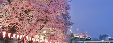 東京の夜景を屋形船で楽しむ