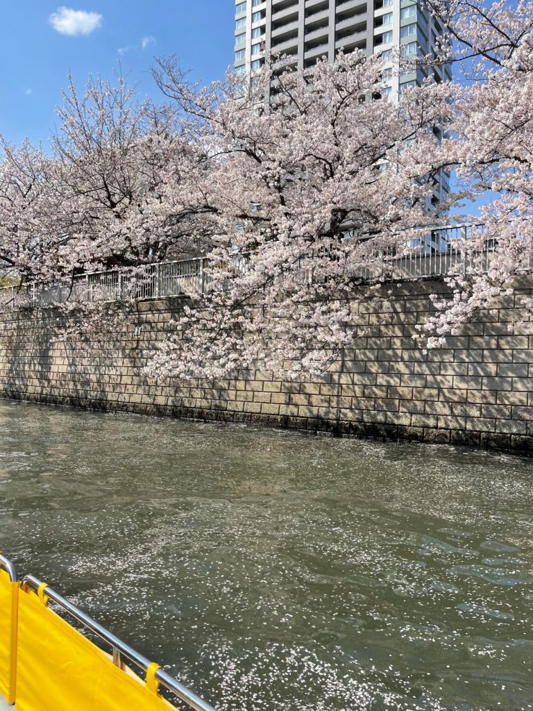 船からの桜