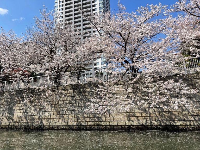 船からの桜